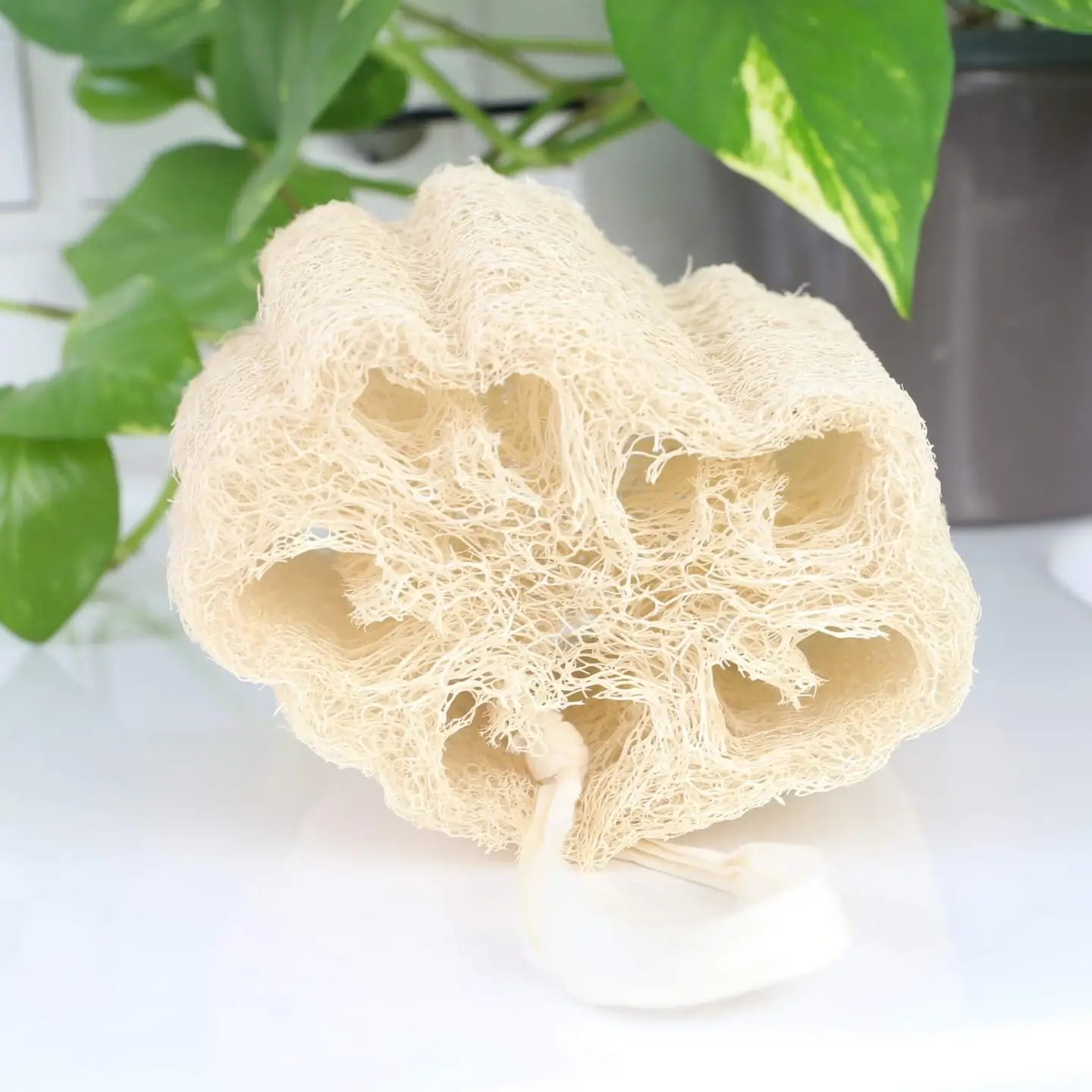 Loofah Kropssvamp