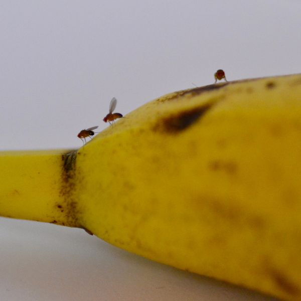 Bananfluer - Husmortip.dk