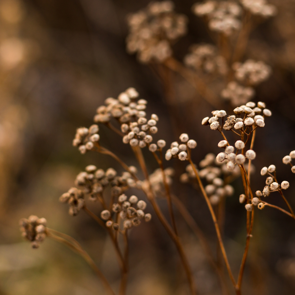 Efterårets husmor-mindfulness – luk sommeren ned og åbn efteråret op