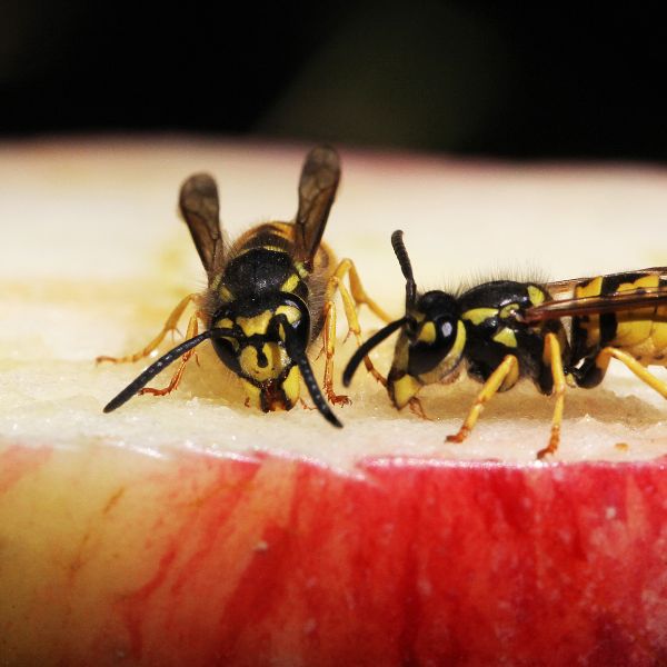 Hvepse “gift” fra kaffedåsen