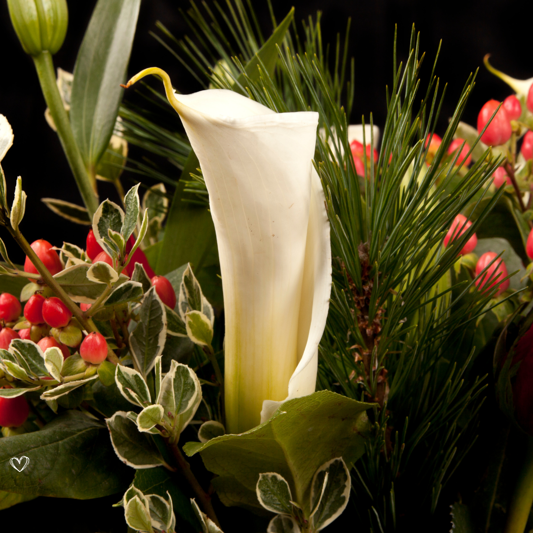 Julens blomster – sådan passer du dem