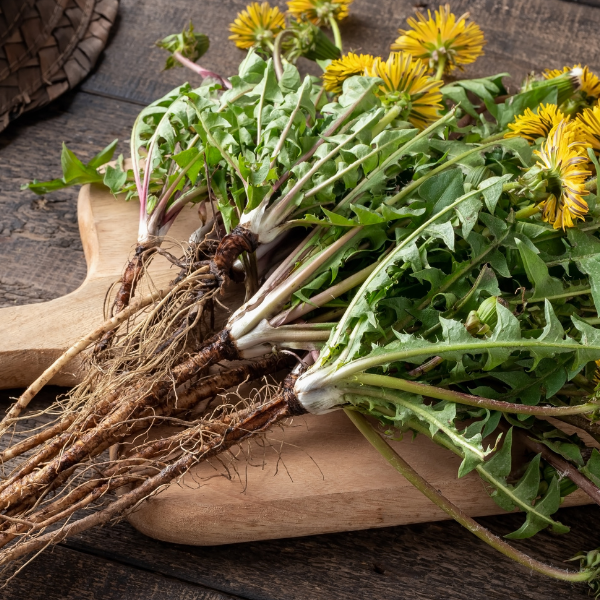 Mælkebøttesirup, få opskriften lige her