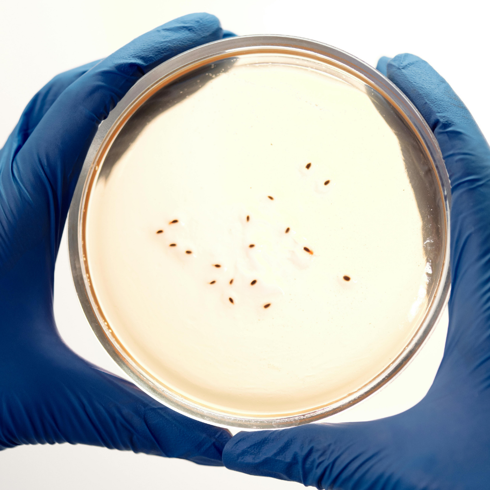 Lav din egen probiotiske allroundrengøring