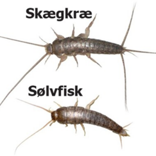 Skægkræ eller sølvfisk 