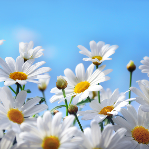 Sommerrengøring uden knofedt – hurtige tricks til lyse dage